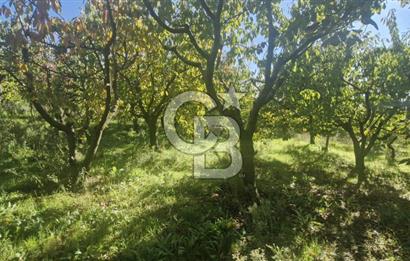 KEMALPAŞA OVACIKTA SATILIK TARLA