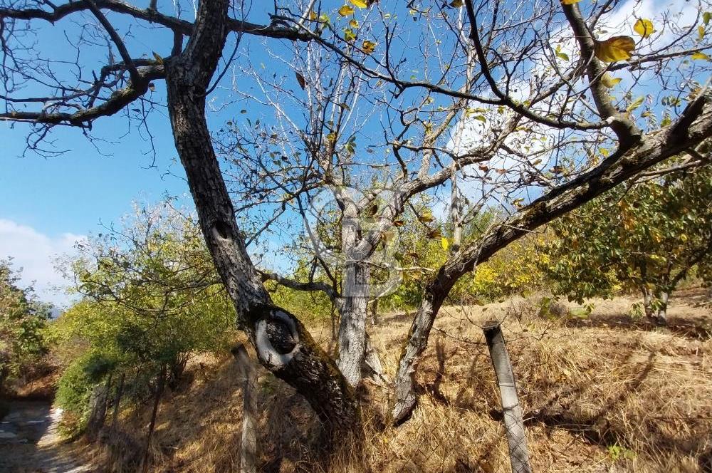 KEMALPAŞA OVACIKTA SATILIK BAHÇE 