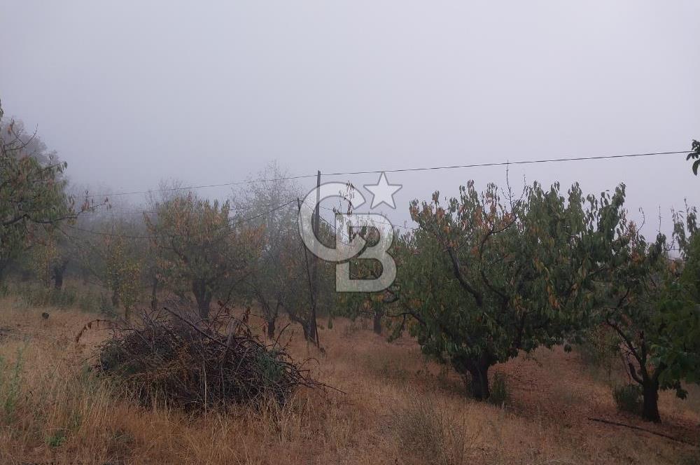 KEMALPAŞA OVACIKTA SATILIK BAHÇE 