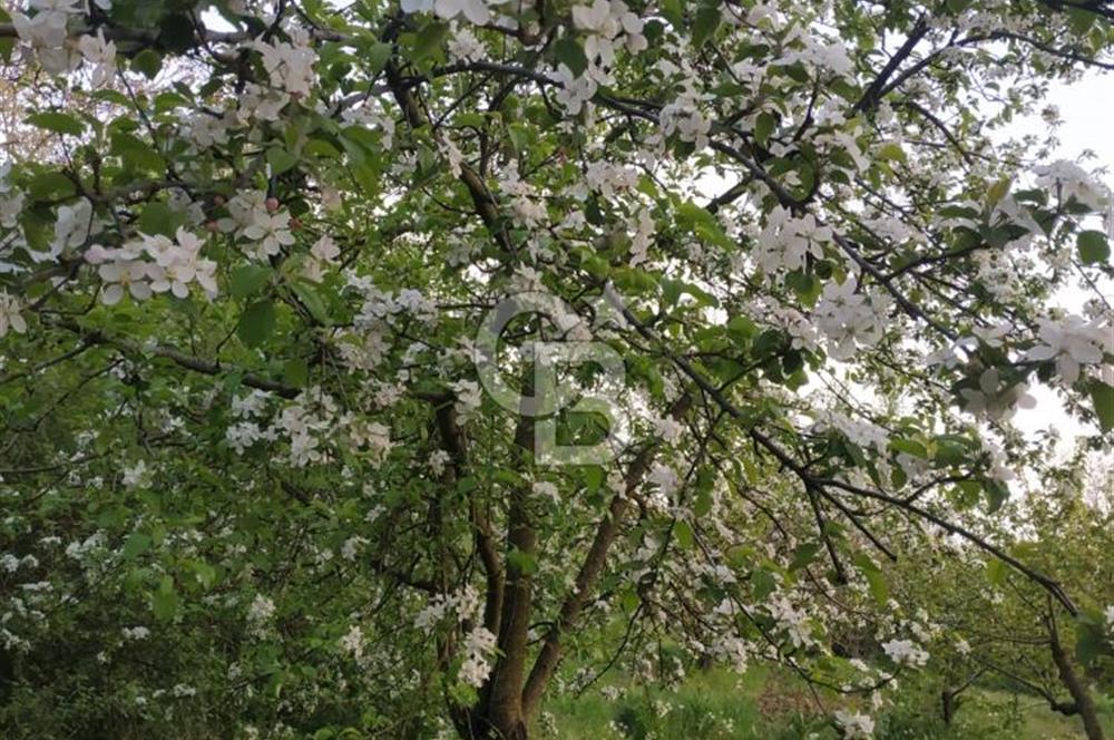 KEMALPAŞA OVACIKTA SATILIK BAHÇE 