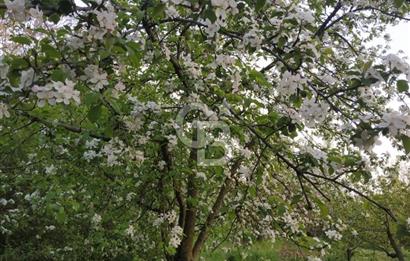 KEMALPAŞA OVACIKTA SATILIK BAHÇE 