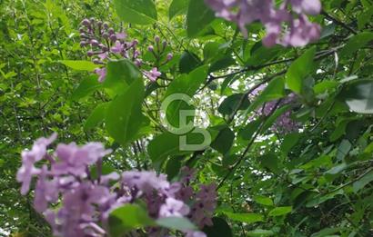 KEMALPAŞA OVACIKTA SATILIK BAHÇE 