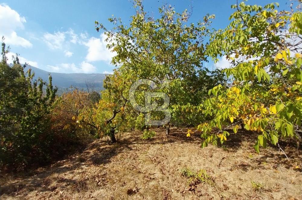 KEMALPAŞA OVACIKTA SATILIK BAHÇE 