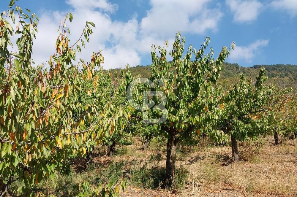 KEMALPAŞA OVACIKTA SATILIK BAHÇE 