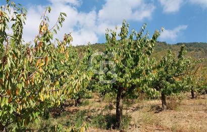 KEMALPAŞA OVACIKTA SATILIK BAHÇE 