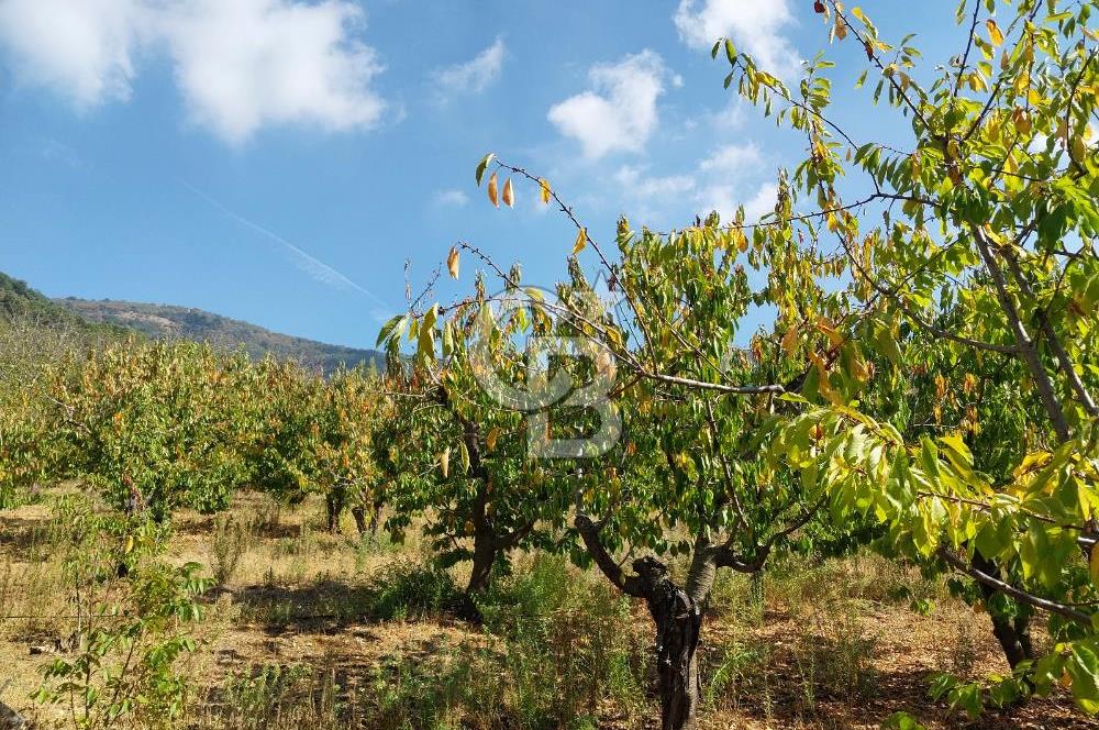 KEMALPAŞA OVACIKTA SATILIK BAHÇE 