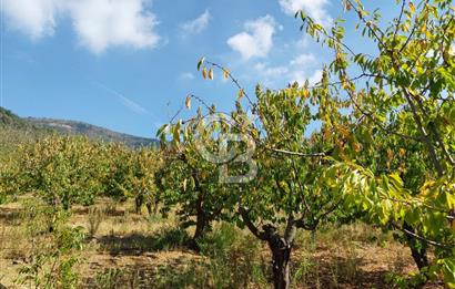 KEMALPAŞA OVACIKTA SATILIK BAHÇE 
