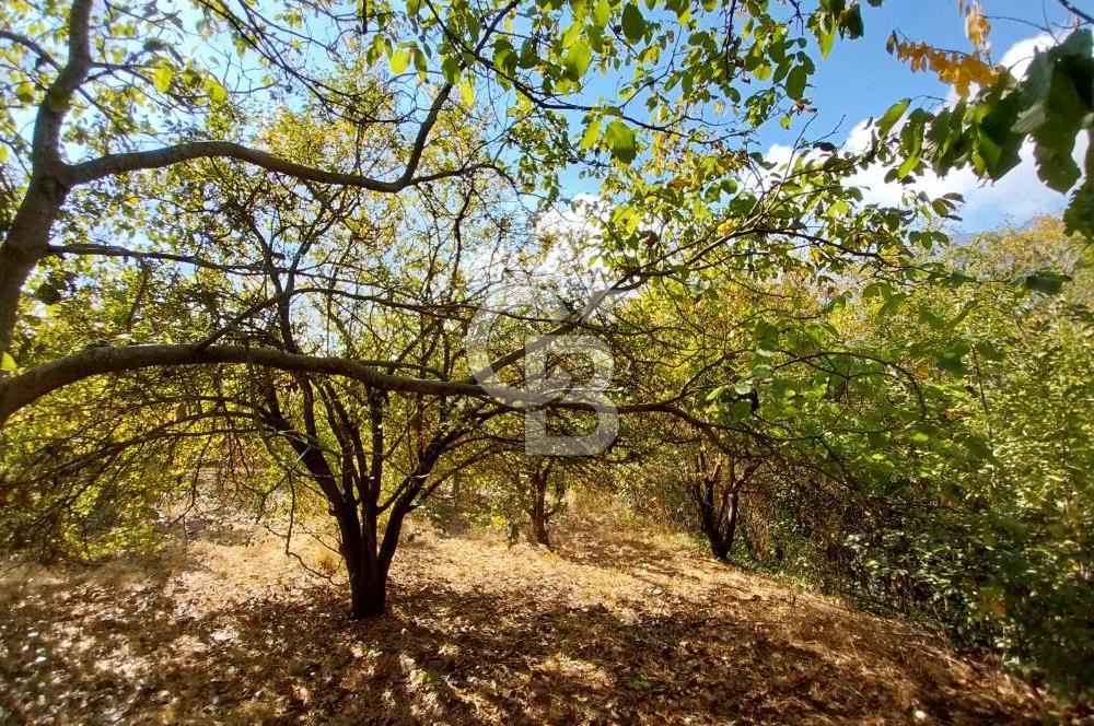 KEMALPAŞA OVACIKTA SATILIK BAHÇE 