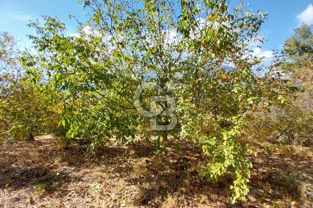 KEMALPAŞA OVACIKTA SATILIK BAHÇE 