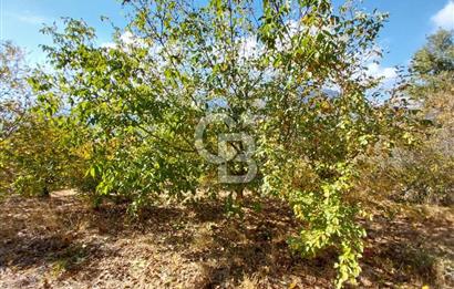 KEMALPAŞA OVACIKTA SATILIK BAHÇE 