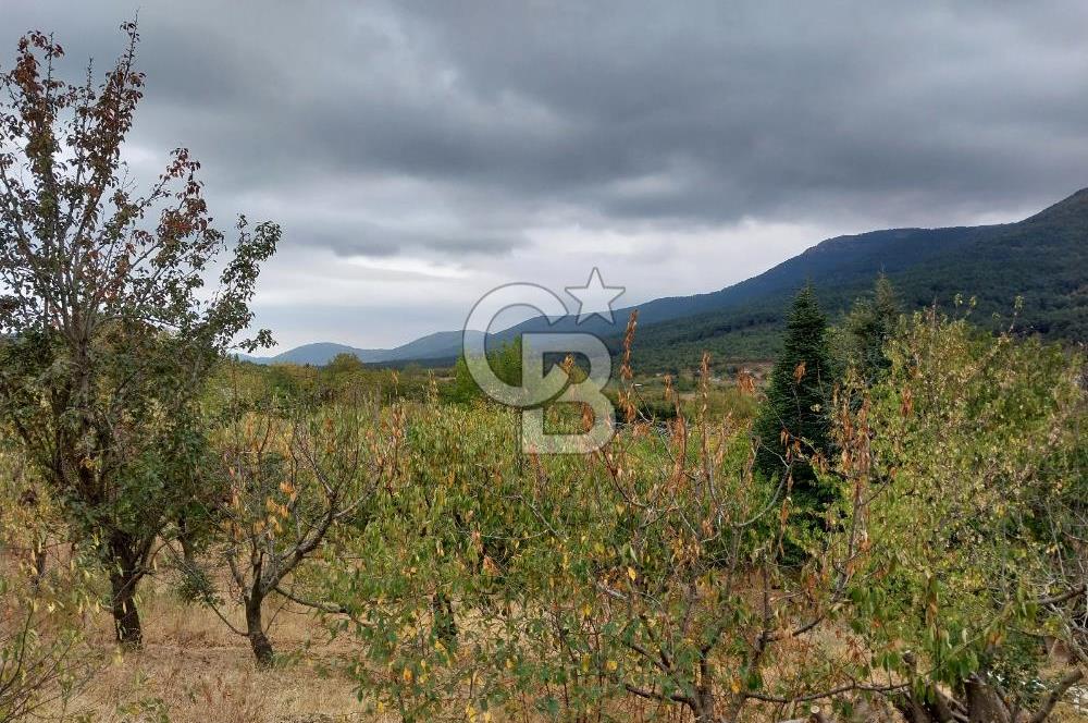 KEMALPAŞA OVACIKTA SATILIK BAHÇE 
