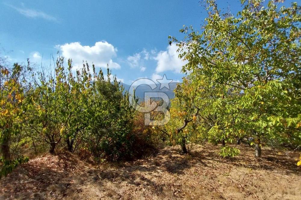 KEMALPAŞA OVACIKTA SATILIK BAHÇE 