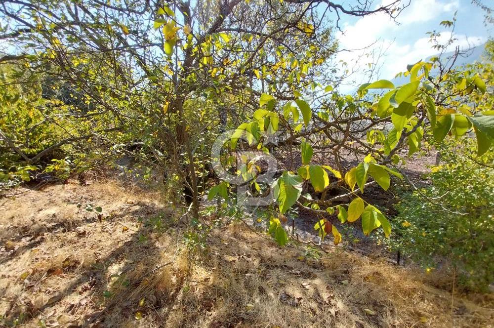 KEMALPAŞA OVACIKTA SATILIK BAHÇE 