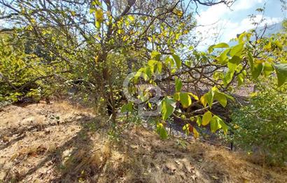 KEMALPAŞA OVACIKTA SATILIK BAHÇE 