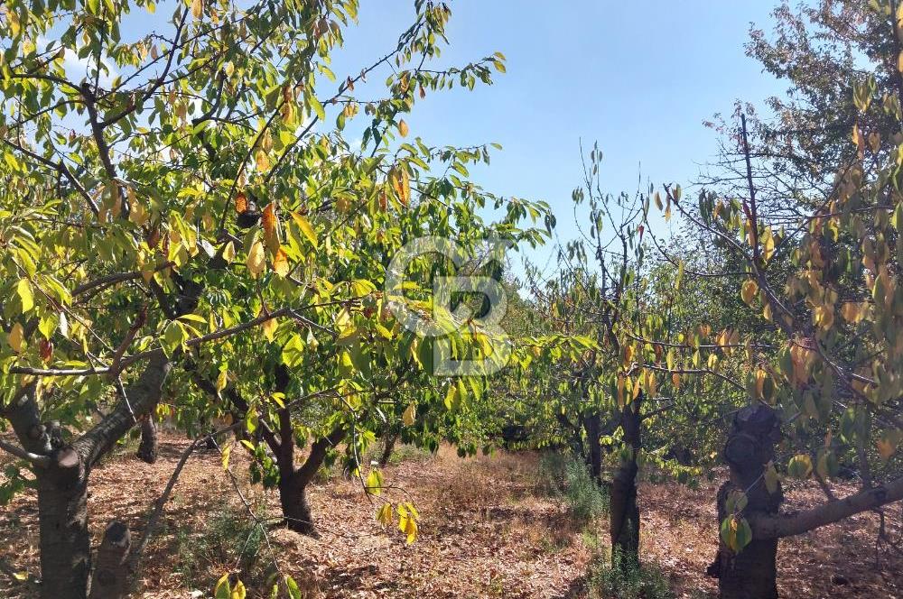 KEMALPAŞA OVACIKTA SATILIK BAHÇE 