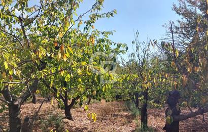 KEMALPAŞA OVACIKTA SATILIK BAHÇE 