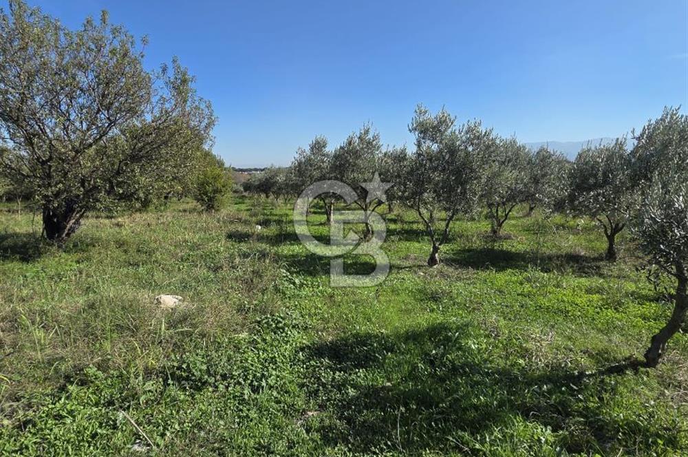 Armutlu 85.Yıl Cumhuriyette Anayol'a yakın Tarla Ve Bağ