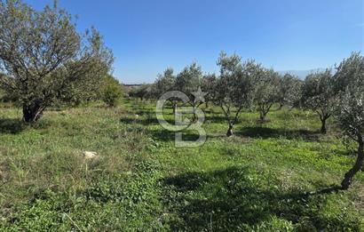 Armutlu 85.Yıl Cumhuriyette Anayol'a yakın Tarla Ve Bağ