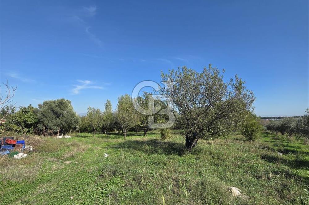 Armutlu 85.Yıl Cumhuriyette Anayol'a yakın Tarla Ve Bağ