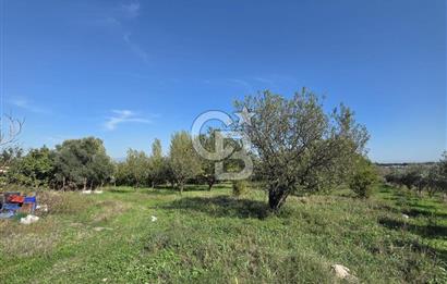 Armutlu 85.Yıl Cumhuriyette Anayol'a yakın Tarla Ve Bağ