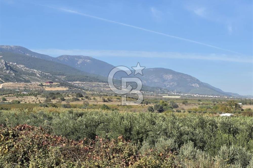 Armutlu 85.Yıl Cumhuriyette Anayol'a yakın Tarla Ve Bağ