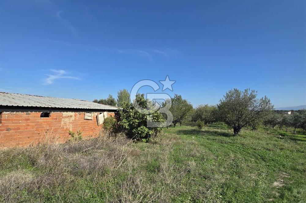 Armutlu 85.Yıl Cumhuriyette Anayol'a yakın Tarla Ve Bağ