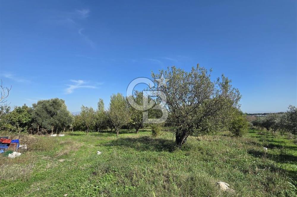 Armutlu 85.Yıl Cumhuriyette Anayol'a yakın Tarla Ve Bağ