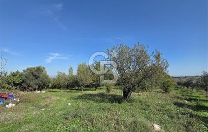 Armutlu 85.Yıl Cumhuriyette Anayol'a yakın Tarla Ve Bağ