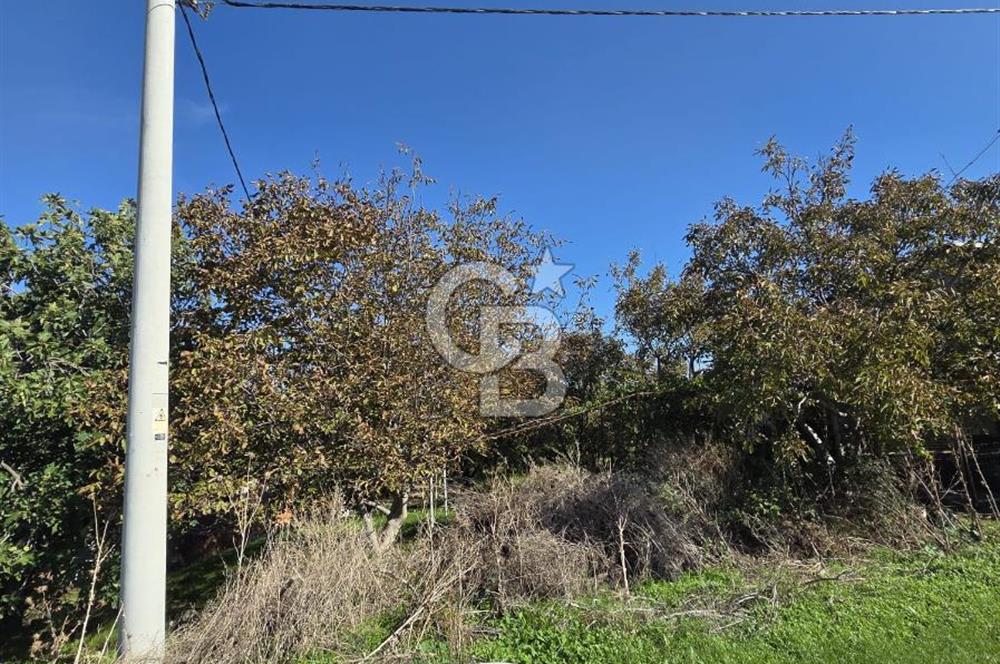 Armutlu 85.Yıl Cumhuriyette Anayol'a yakın Tarla Ve Bağ