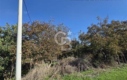 Armutlu 85.Yıl Cumhuriyette Anayol'a yakın Tarla Ve Bağ
