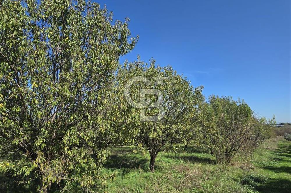 Armutlu 85.Yıl Cumhuriyette Anayol'a yakın Tarla Ve Bağ