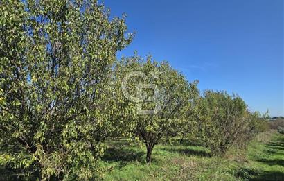 Armutlu 85.Yıl Cumhuriyette Anayol'a yakın Tarla Ve Bağ