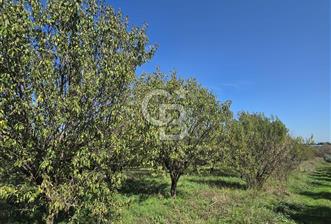 Armutlu 85.Yıl Cumhuriyette Anayol'a yakın Tarla Ve Bağ - 8 - 311318