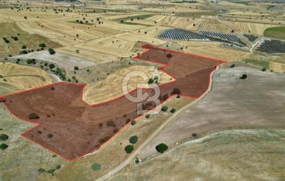 BÜYÜK TOPRAK FIRSATI UŞAK MERKEZ'E 15 KM MESAFEDE 63.981m² TARLA