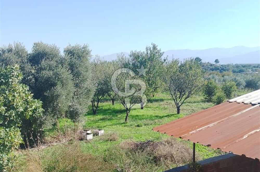 Armutlu 85.Yıl Cumhuriyette Anayol'a yakın Tarla Ve Bağ