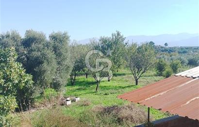 Armutlu 85.Yıl Cumhuriyette Anayol'a yakın Tarla Ve Bağ