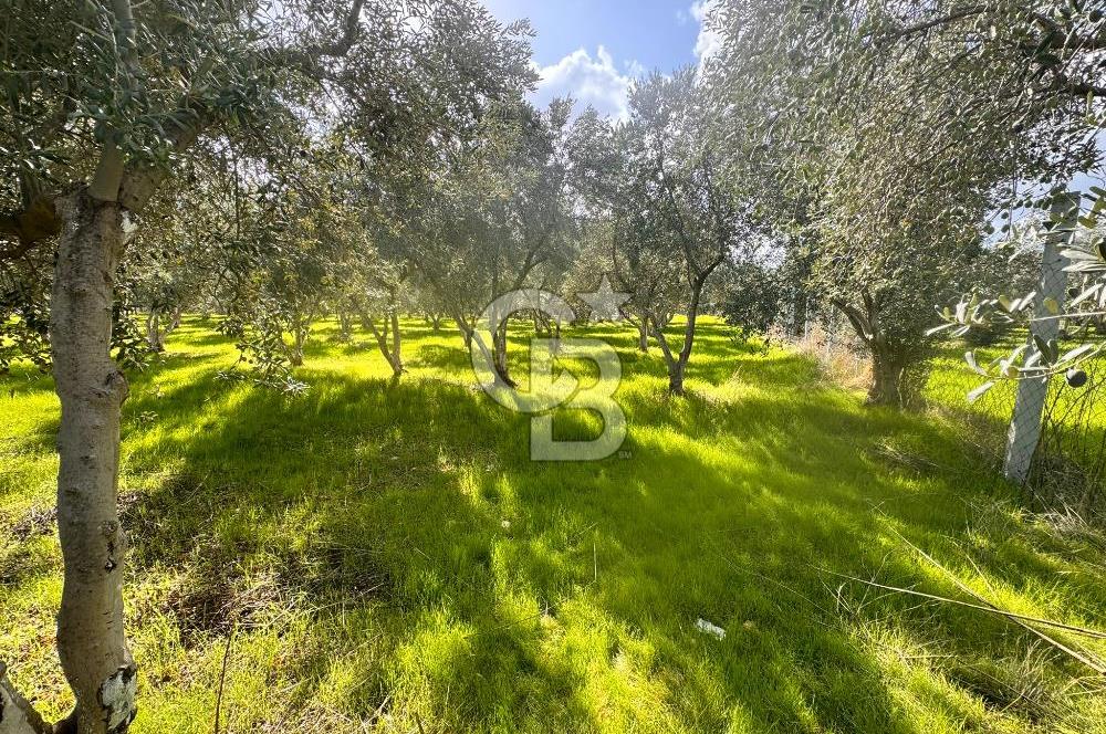 Menderes Bulgurca' da Satılık Yola Cepheli Tarla