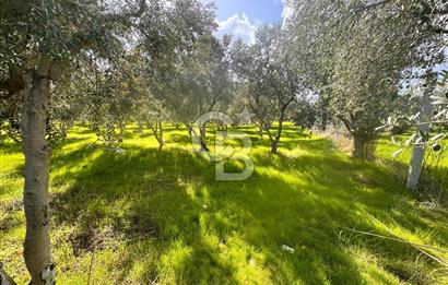 Menderes Bulgurca' da Satılık Yola Cepheli Tarla