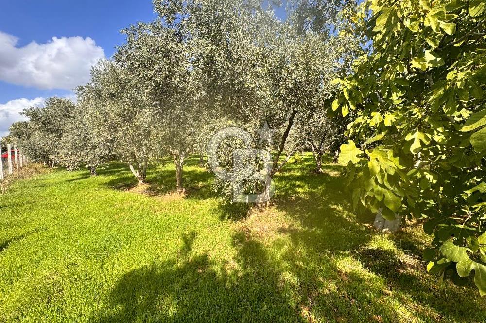 Menderes Bulgurca' da Satılık Yola Cepheli Tarla