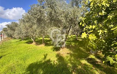 Menderes Bulgurca' da Satılık Yola Cepheli Tarla