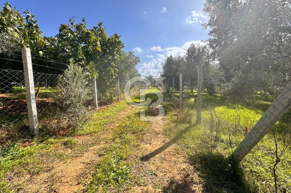 Menderes Bulgurca' da Satılık Yola Cepheli Tarla