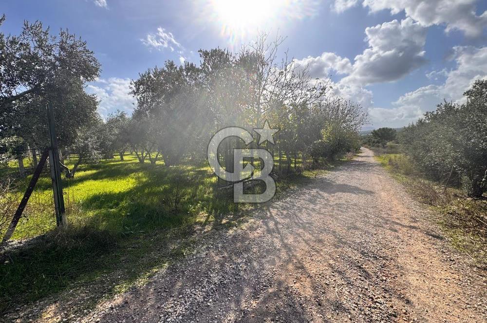 Menderes Bulgurca' da Satılık Yola Cepheli Tarla