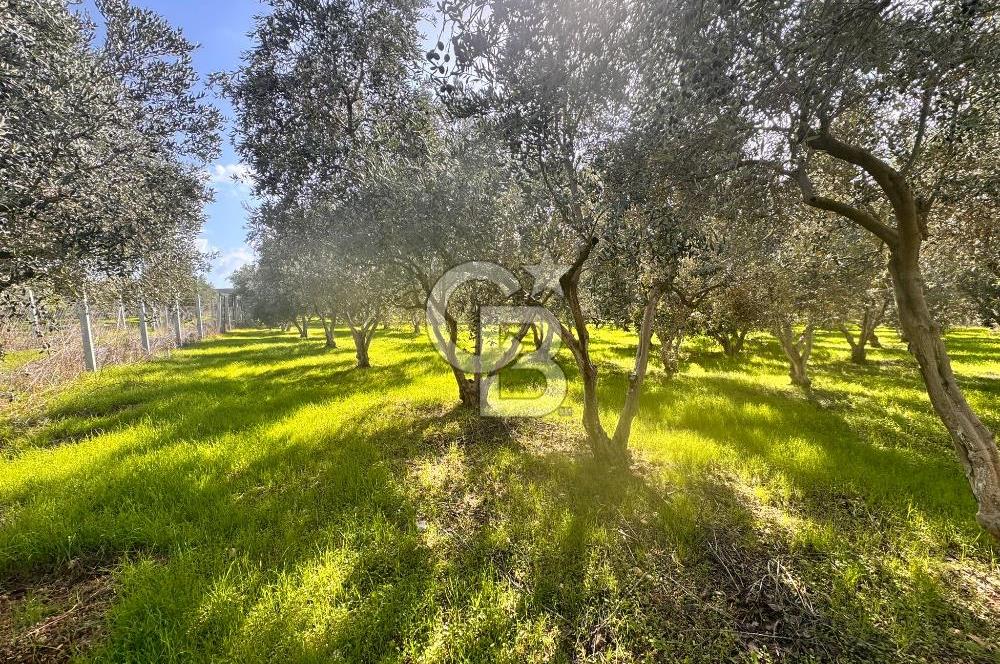 Menderes Bulgurca' da Satılık Yola Cepheli Tarla