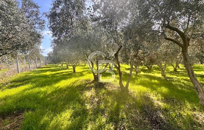 Menderes Bulgurca' da Satılık Yola Cepheli Tarla