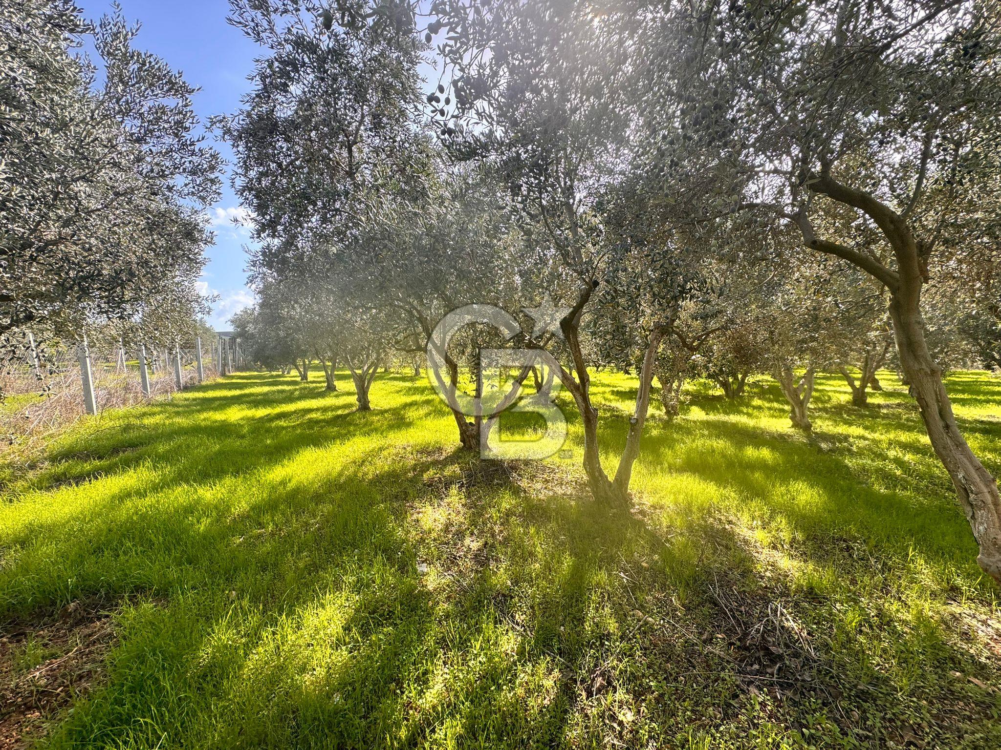 Menderes Bulgurca' da Satılık Yola Cepheli Tarla