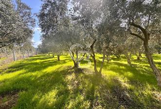 Menderes Bulgurca' da Satılık Yola Cepheli Tarla - 5 - 311377