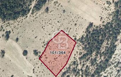 Gökler Köyünde 8.887 m² Doğa İçinde Elektrik ve Suya Yakın Tarla