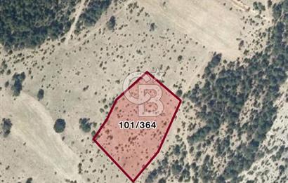 Gökler Köyünde 8.887 m² Doğa İçinde Elektrik ve Suya Yakın Tarla