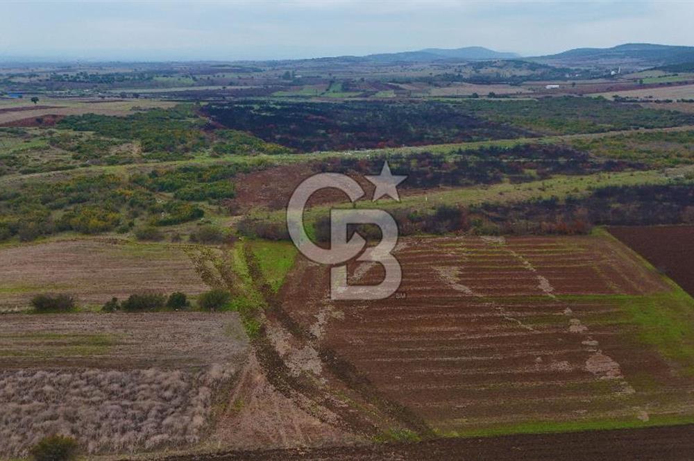 Çanakkale Biga Kocagür Köyünde Satılık 6500 m2 Tarla !