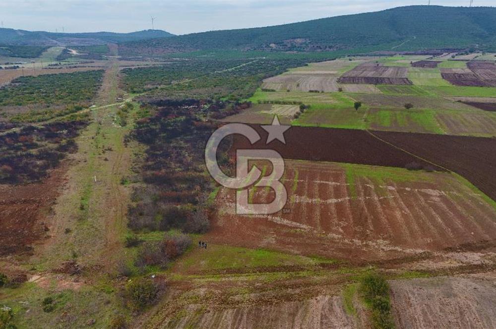 Çanakkale Biga Kocagür Köyünde Satılık 6500 m2 Tarla !